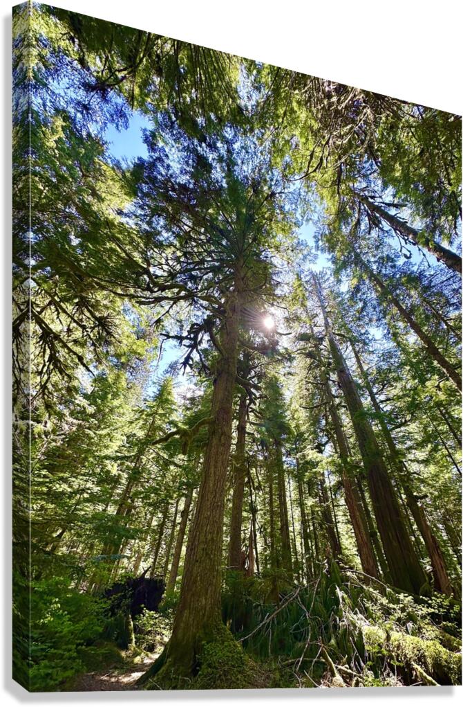 Tall Tall Trees Canvas Print