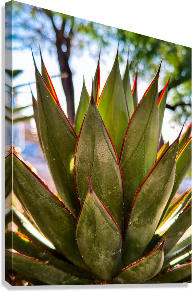 Agave Canvas Print