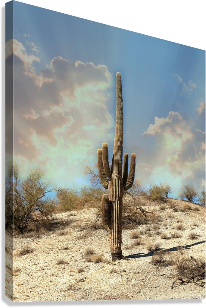 Saguaro Dream Canvas Print