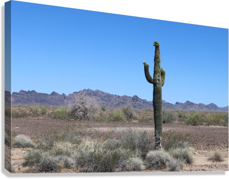 Saguaro desert scene Canvas Print