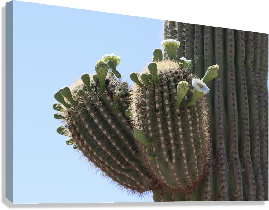 Saguaro blooms x 2 Canvas Print