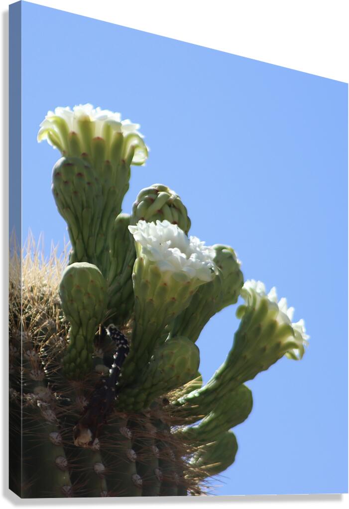 Saguaro Bloom Canvas Print