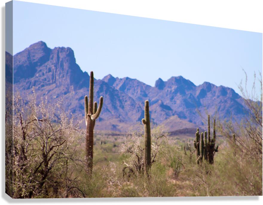 Desert landscape - Quartzsite Canvas Print