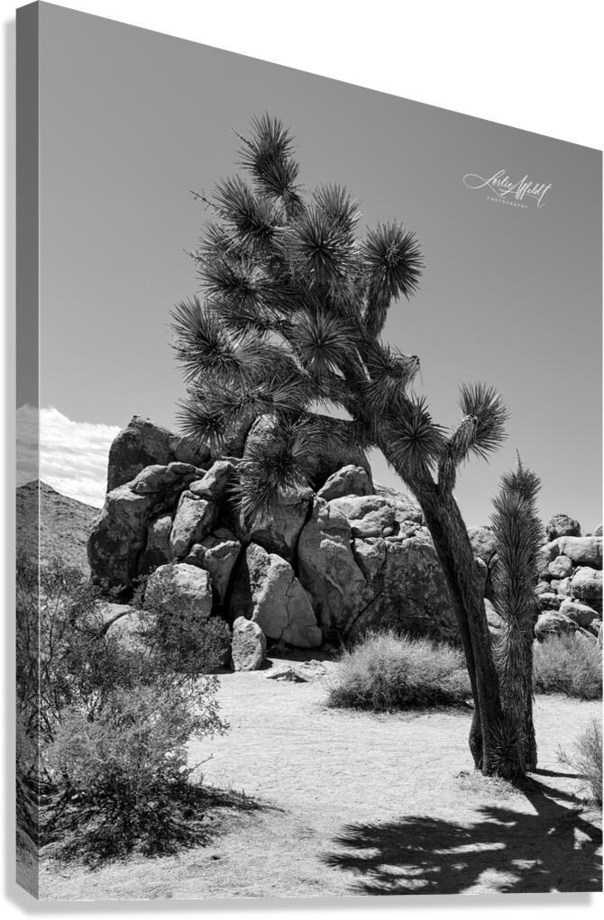 Joshua Tree Canvas Print