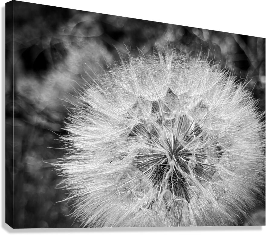 Dandelion Canvas Print