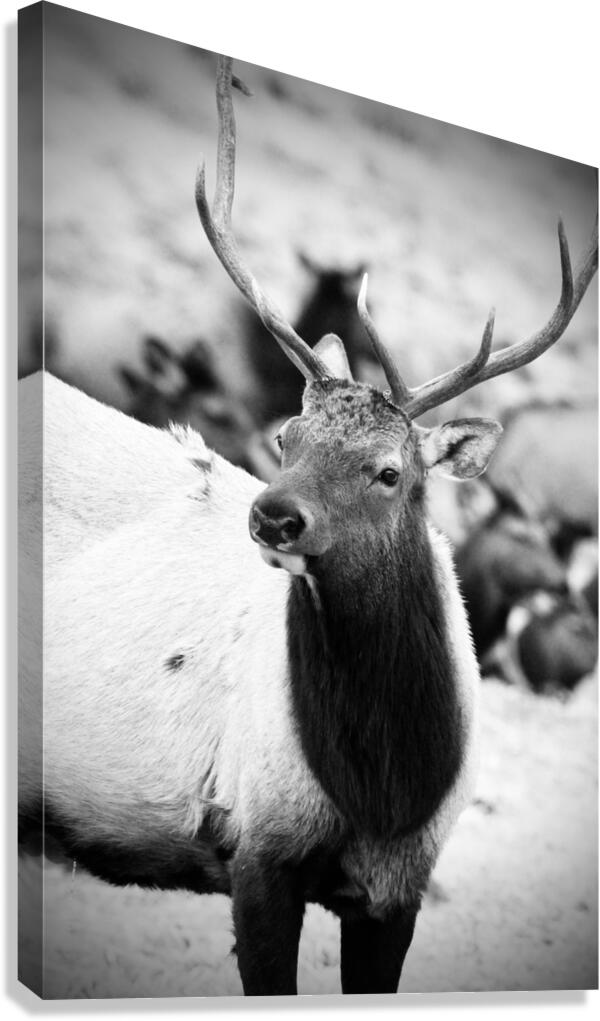 Elk Canvas Print