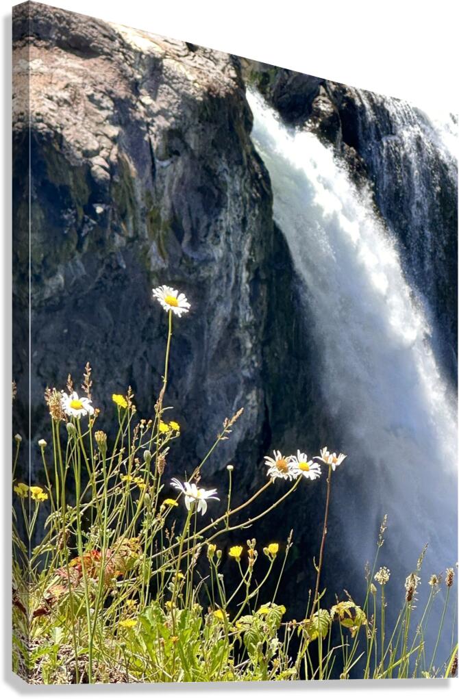 Snoqualmie falls through the Daiseys Canvas Print