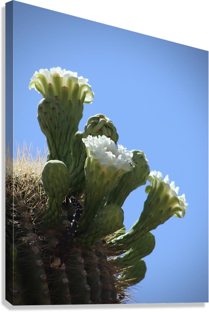 Saguaro Blossom Canvas Print