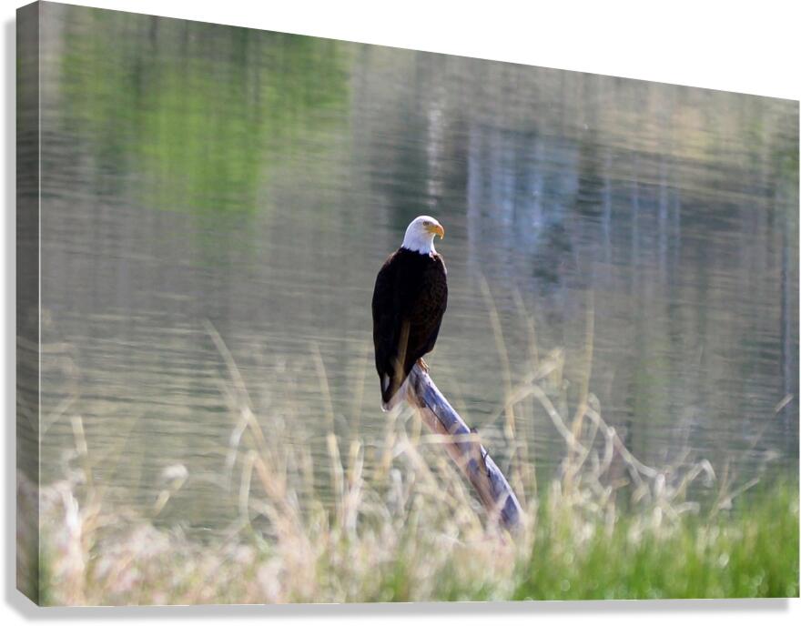 Bald Eagle on the Columbia Canvas Print
