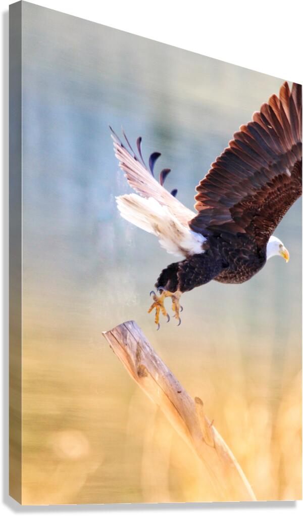 Take Flight Canvas Print