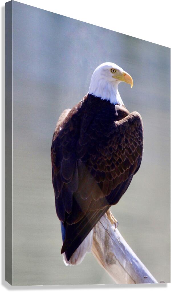 Majestic Canvas Print