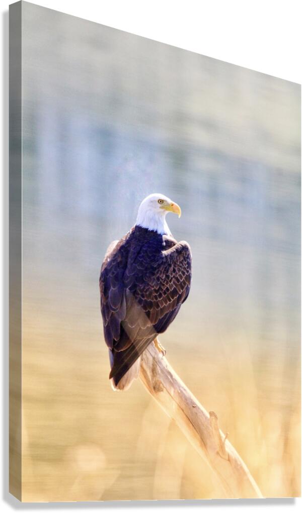 On Duty Canvas Print