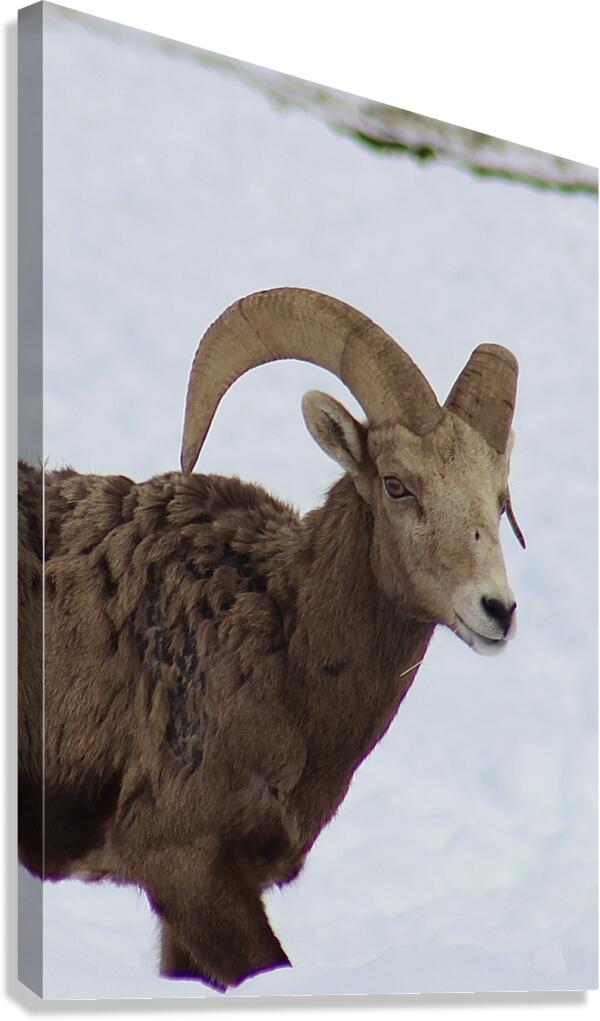 Big Horn Sheep Canvas Print