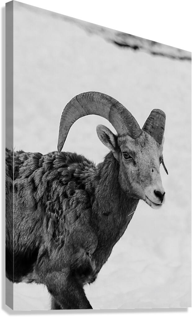 Big Horn Sheep B & W Canvas Print