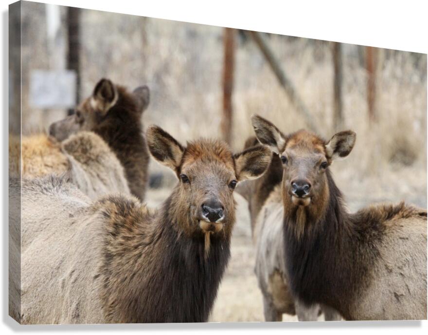 Lady Elks Canvas Print