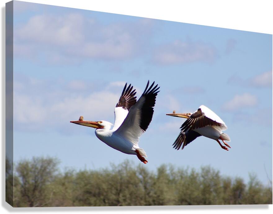 Pelicans Canvas Print