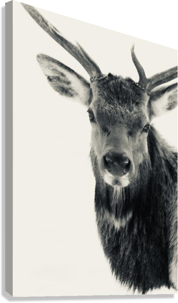 Elk in Black and White  Canvas Print