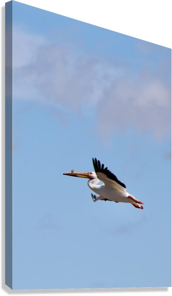 Pelican flight Canvas Print