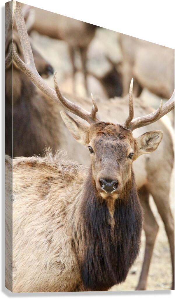 Elk Season Canvas Print