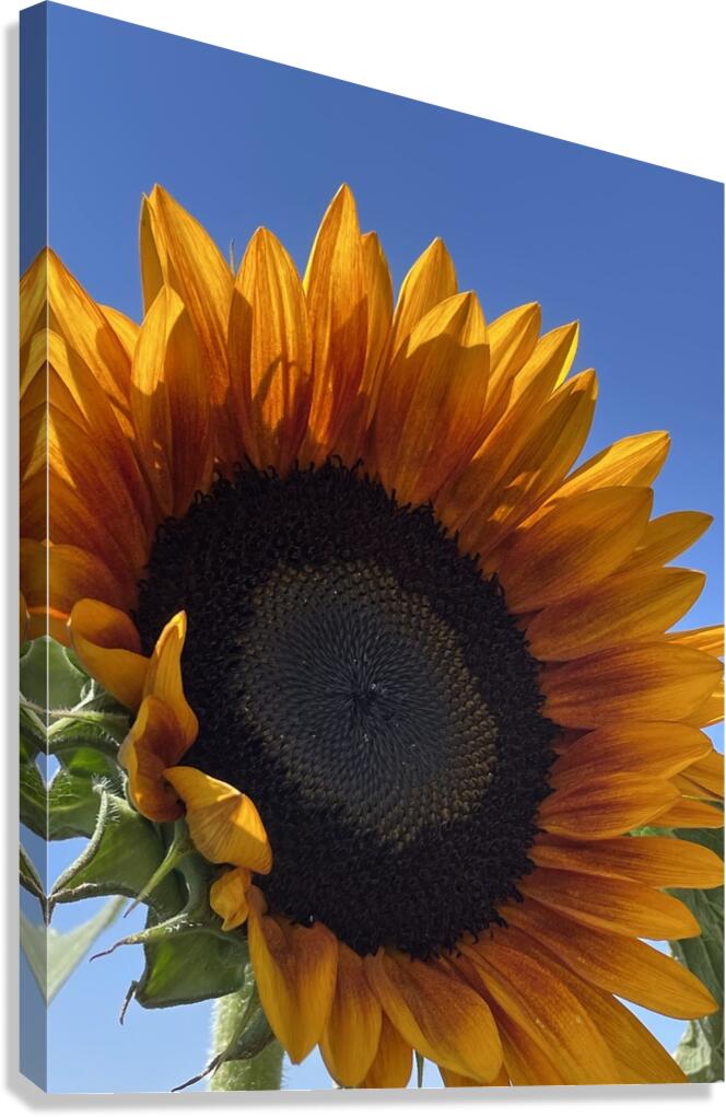 Big Sunflower Canvas Print
