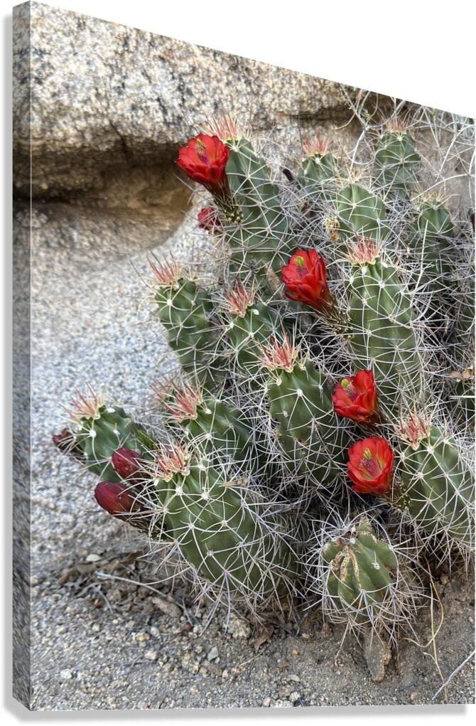 Cactus Bloom -Red Canvas Print