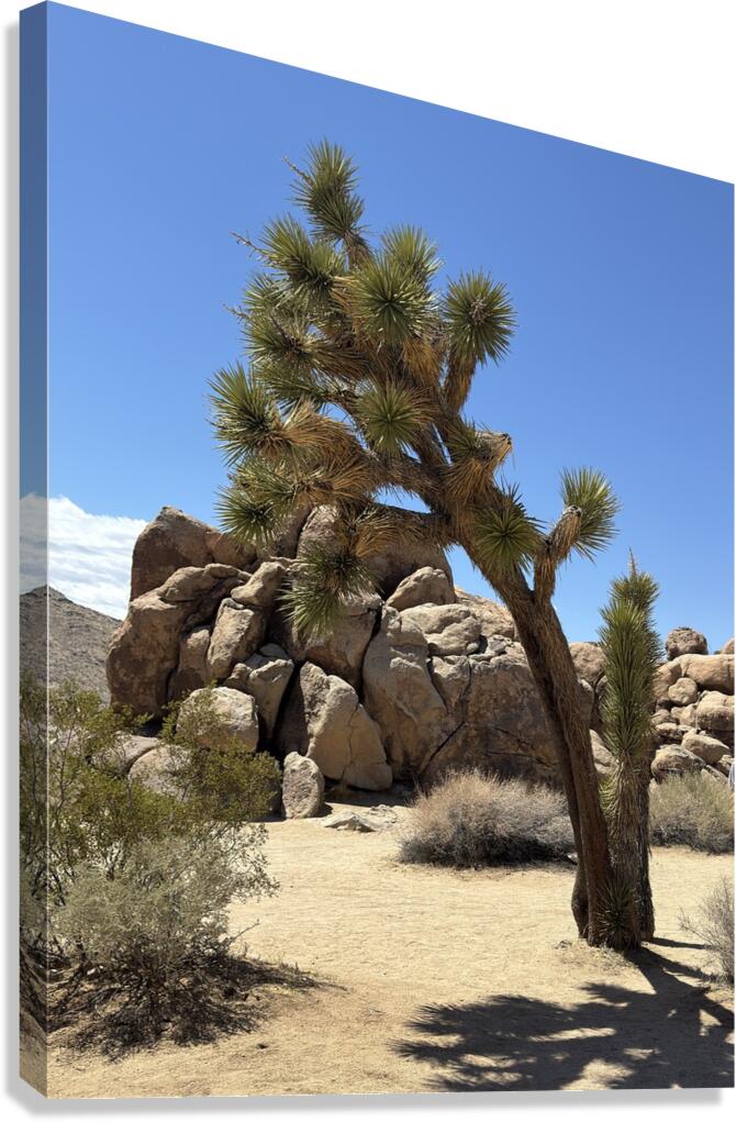 Joshua Tree -1 Canvas Print