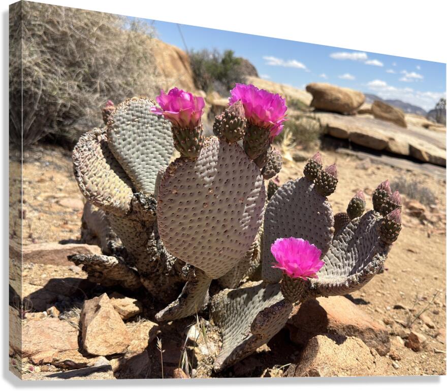 Cactus Bloom Canvas Print