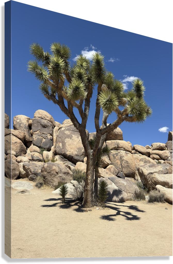 Joshua Tree -2 Canvas Print