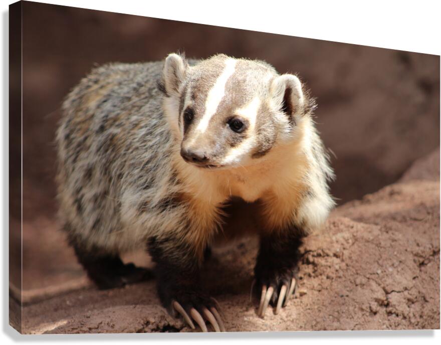 Badger -3 Canvas Print