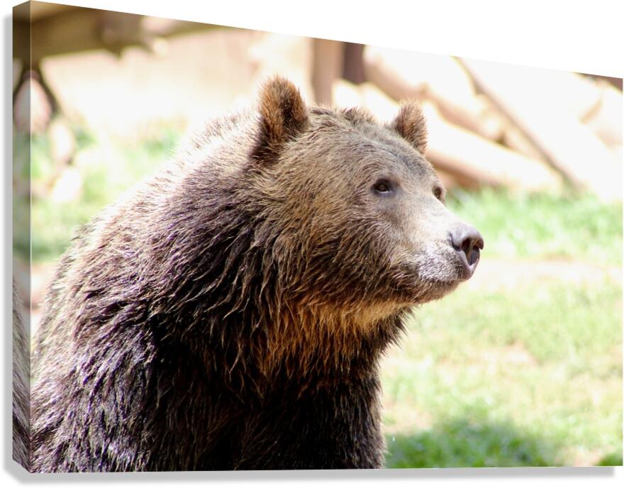 Brown Bear -2 Canvas Print