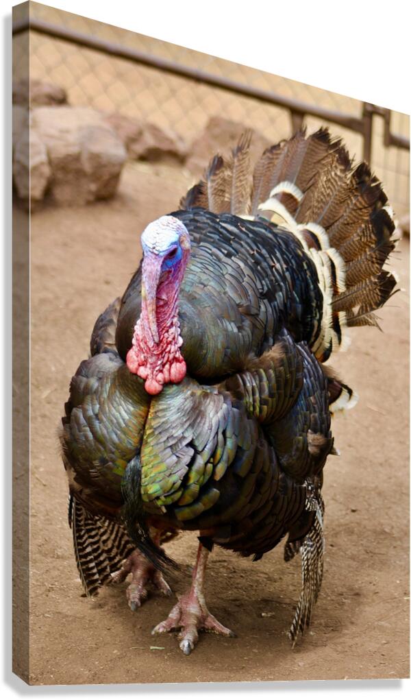 Wild Turkey Canvas Print