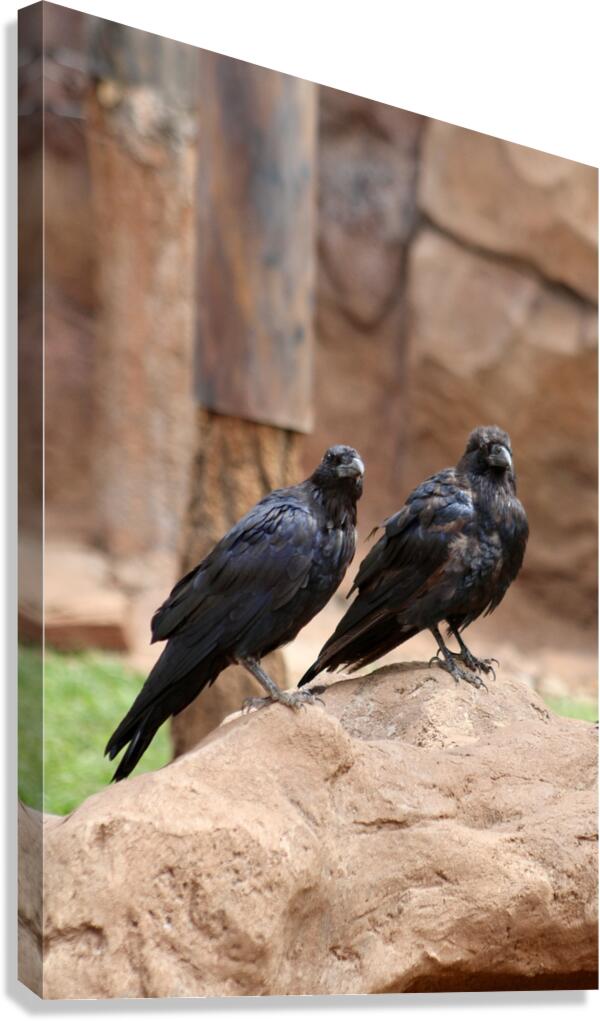 Ravens Canvas Print