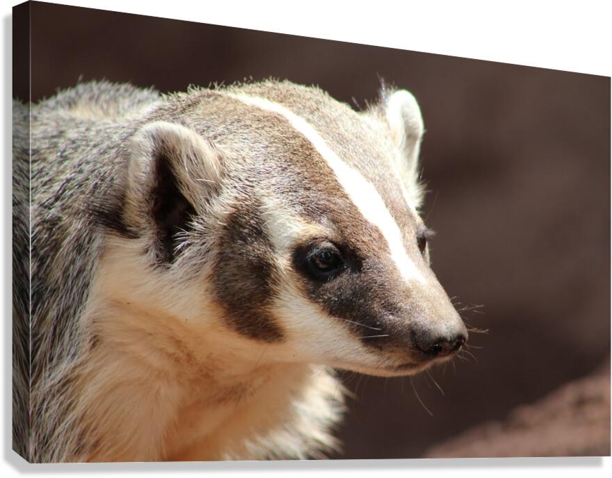 Badger -2 Canvas Print