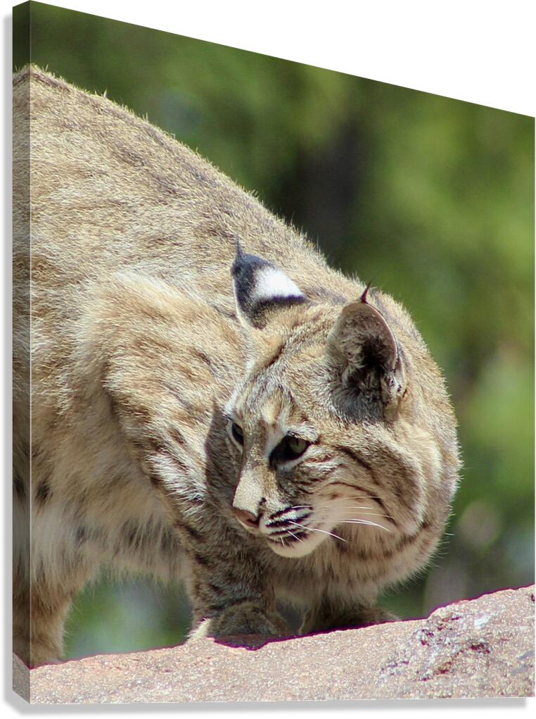 Bobcat -1 Canvas Print