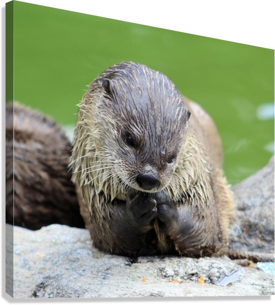 River Otter Canvas Print