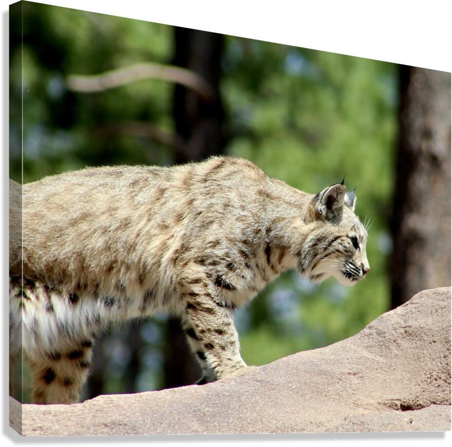 Bobcat -2 Canvas Print