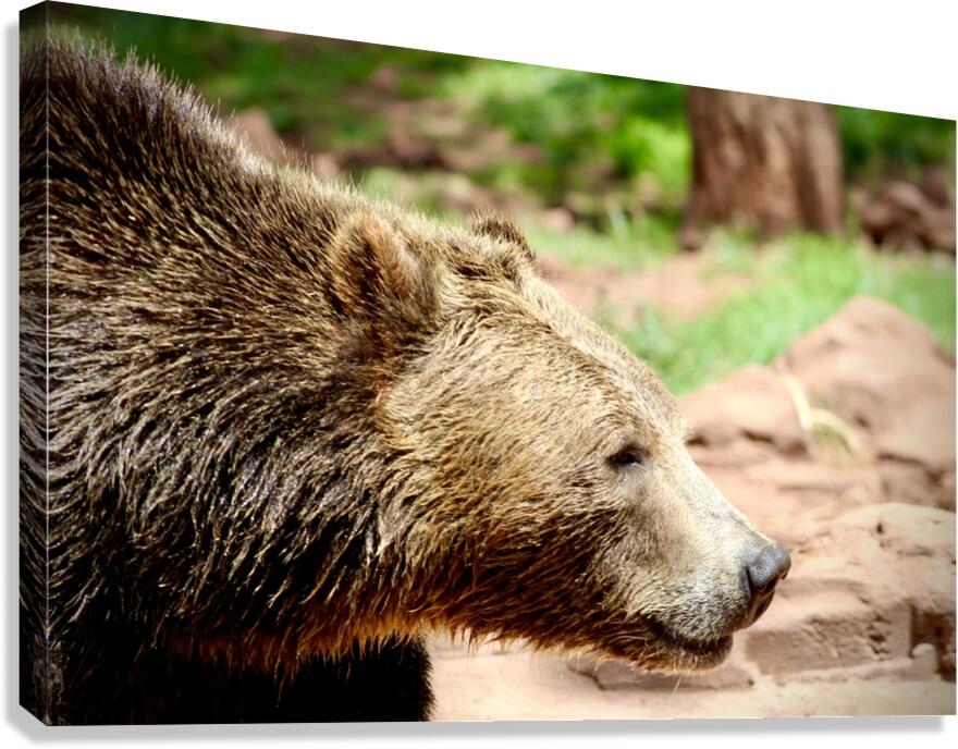 Brown Bear -1 Canvas Print