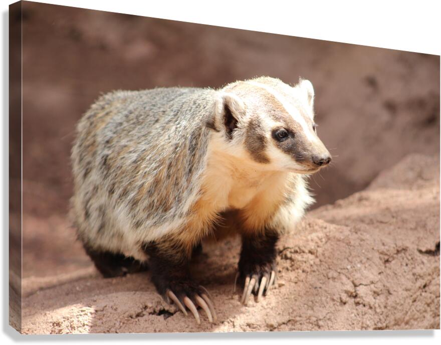 Badger -1 Canvas Print