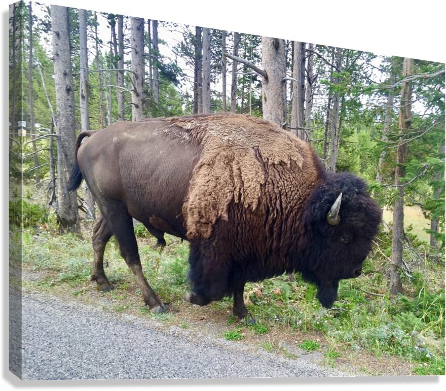 Yellowstone Bison Canvas Print