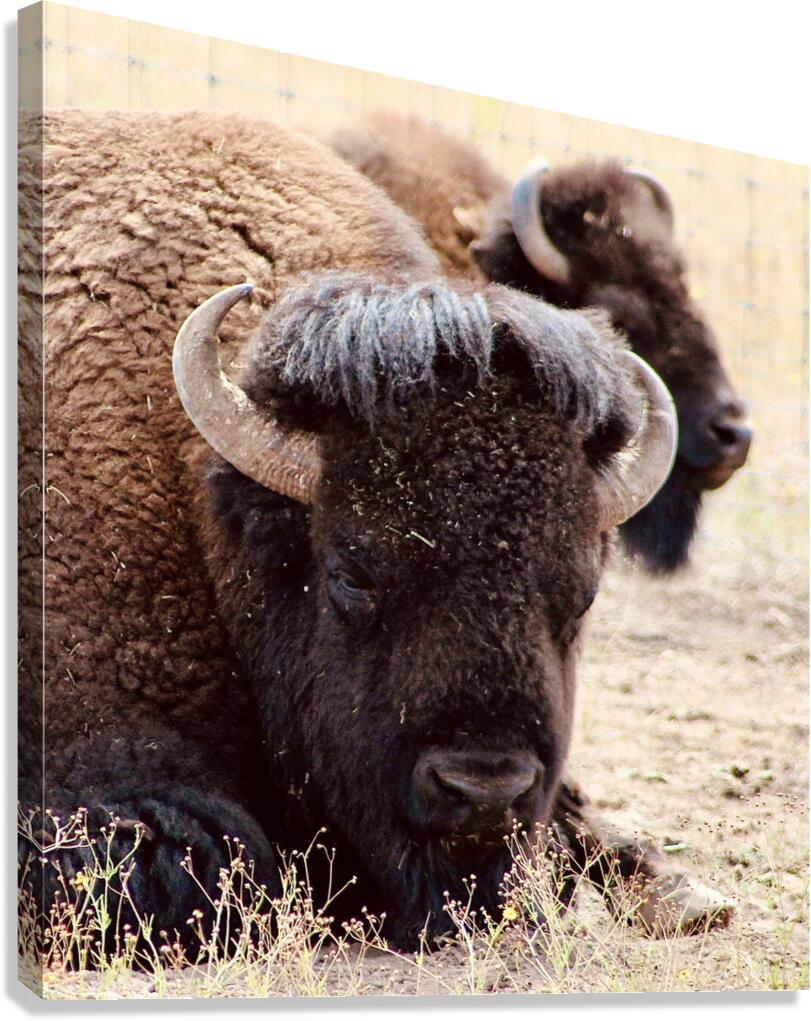 Bison in Arizona  Canvas Print