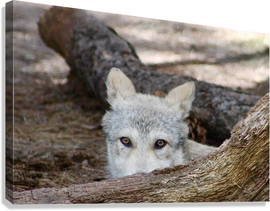 Wolf Hiding Canvas Print