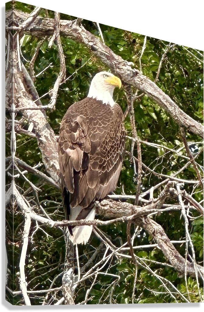 Bald Eagle in tree Canvas Print