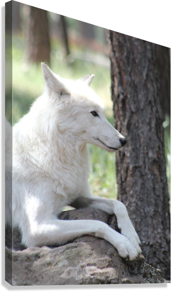 White Wolf Canvas Print
