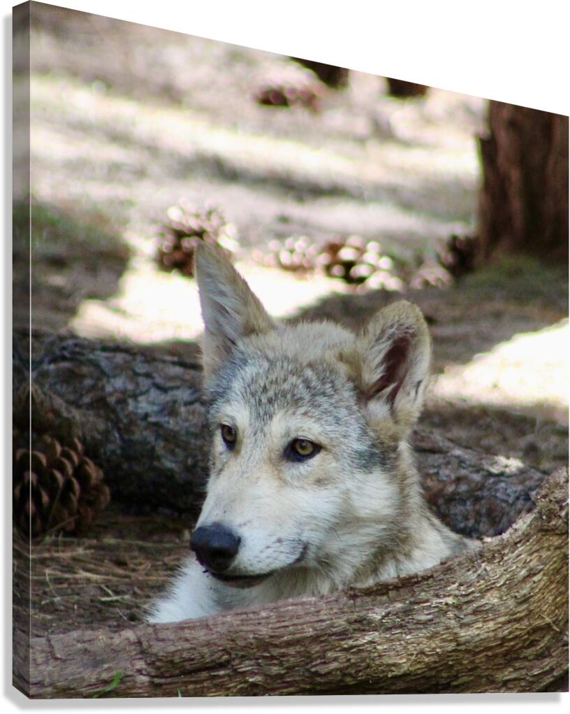 Young Wolf Canvas Print