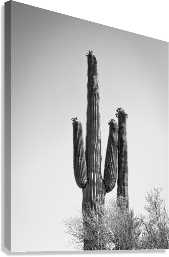 Saguaro Dream in black and white -1 Canvas Print