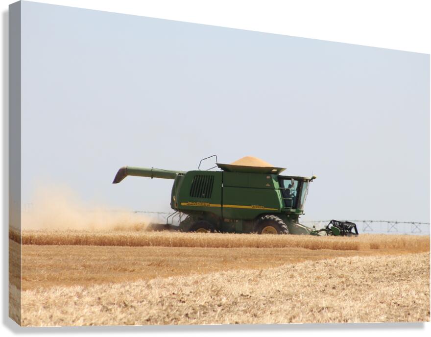 Wheat Harvest Canvas Print