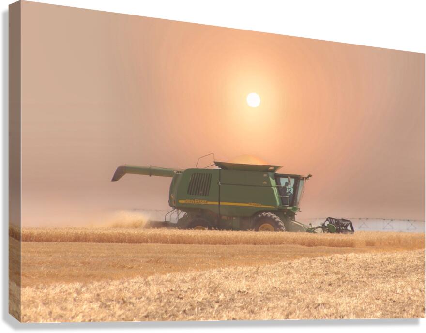 Wheat Havest Sundown Canvas Print