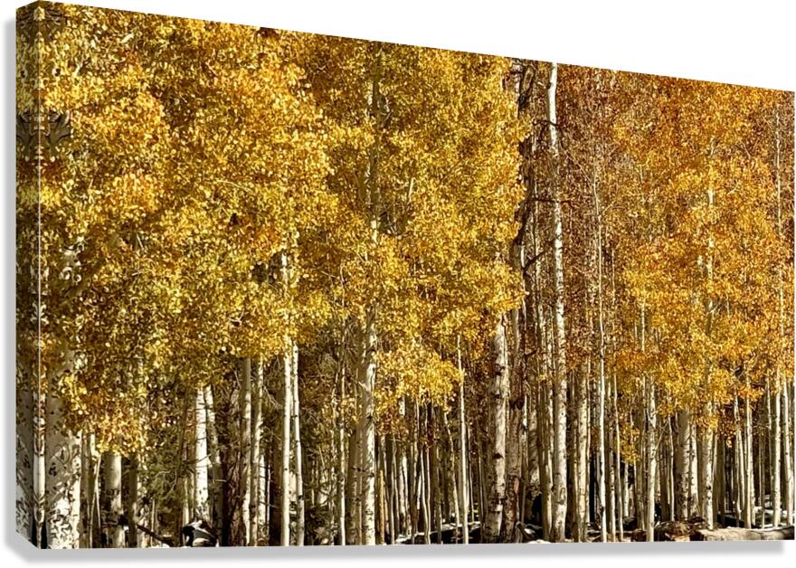 IMG 9899 Canvas Print