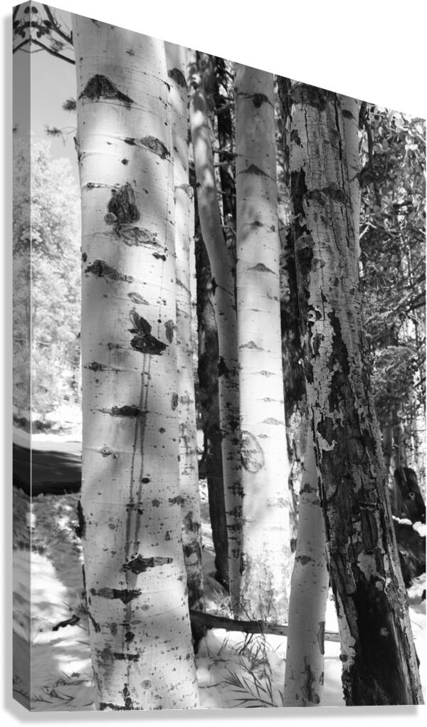 IMG 4696 Canvas Print