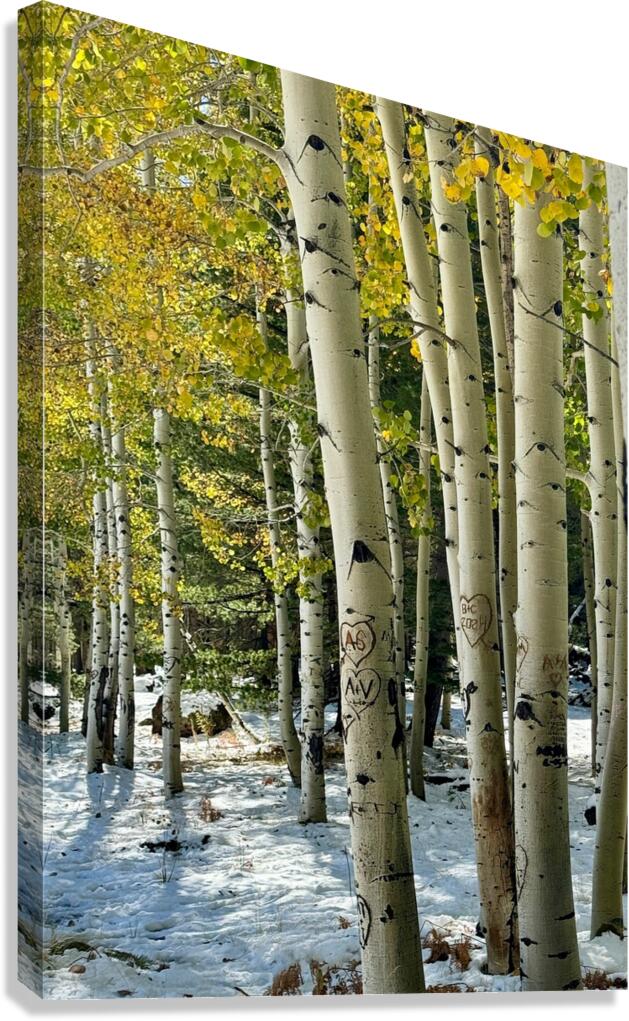 Aspens in Flagstaff -2 Canvas Print